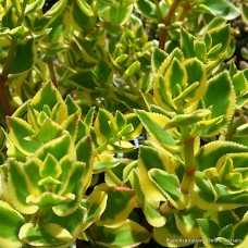 Crassula sarmentosa variegata x 1 Showy Trailing Jade Succulents Plants Hanging Baskets Groundcover Groundcover Variegated Hardy Drought Patio Balcony Pot